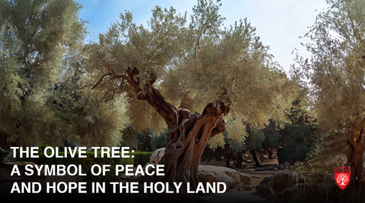 The Olive Tree: A Symbol of Peace and Hope in the Holy Land